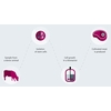 Herstellungsprozess von kultiviertem Fleisch