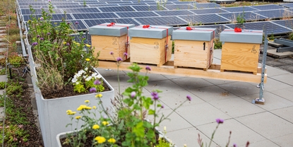 Auf dem Dach von Endress+Hauser Flow leben einige der firmeneigenen Bienenvölker