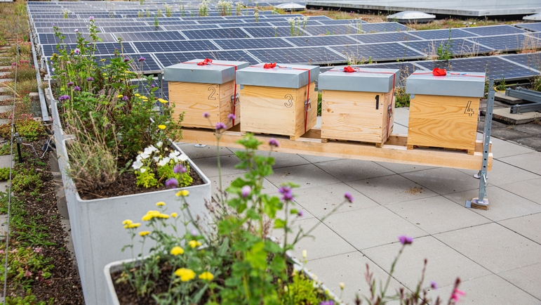 Auf dem Dach von Endress+Hauser Flow leben einige der firmeneigenen Bienenvölker